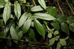 Sambucus australasica