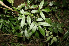 Sambucus australasica