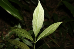 Sambucus australasica