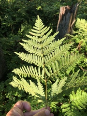 Pteridium aquilinum image