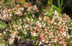 Erica fuscescens