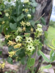 Gonolobus sororius