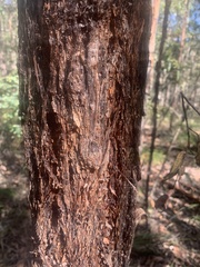 Eucalyptus helidonica