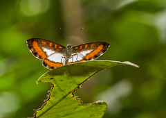 Nymphidium caricae
