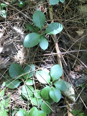 Polygaloides paucifolia