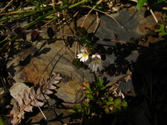 Euphrasia transmorrisonensis
