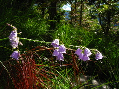 Adenophora triphylla