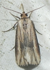 Crambodes talidiformis