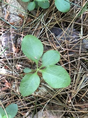 Polygaloides paucifolia