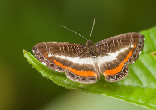 Nymphidium lisimon