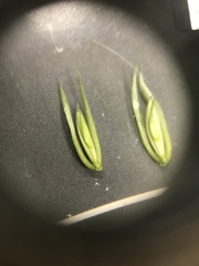 Elymus curvatus