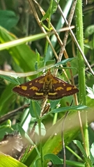 Pyrausta aurata