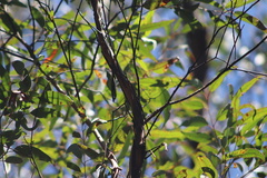 Eucalyptus helidonica