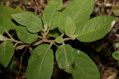 Solanum densevestitum