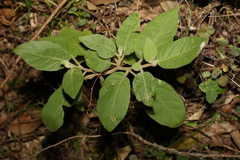 Solanum densevestitum