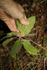 Solanum densevestitum