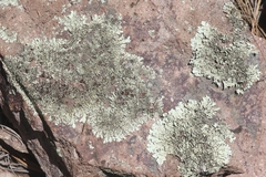 Xanthoparmelia lineola