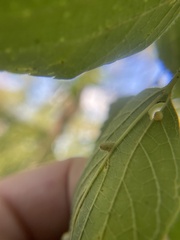 Celticecis pyriformis