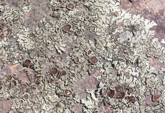 Xanthoparmelia lineola