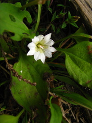 Gentiana flavomaculata