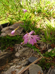 Dianthus pygmaeus