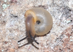 Sonorella virilis