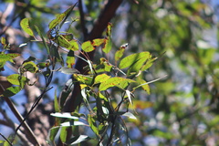 Eucalyptus helidonica