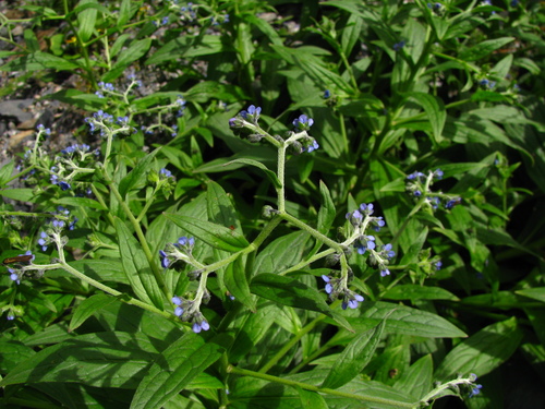 Cynoglossum furcatum iNat (2)