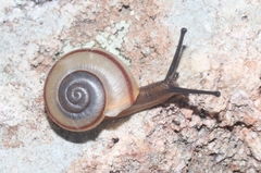 Sonorella virilis