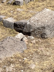 Geospizopsis unicolor