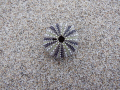 Strongylocentrotus purpuratus