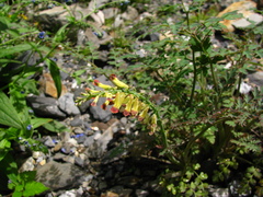 Corydalis ophiocarpa