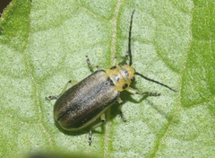 Trirhabda schwarzi