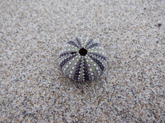 Strongylocentrotus purpuratus