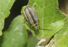 Trirhabda schwarzi