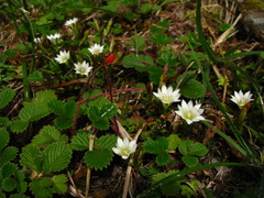 Gentiana flavomaculata