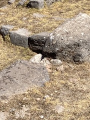 Geospizopsis unicolor