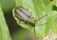 Trirhabda schwarzi