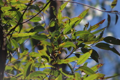 Eucalyptus helidonica