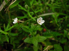 Epilobium amurense