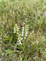 Spiranthes romanzoffiana