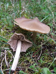 Entoloma subcapitatum