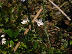 Epilobium amurense