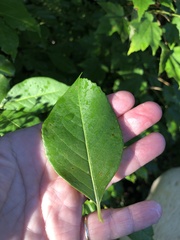 Viburnum cassinoides image