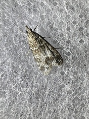 Eudonia mercurella
