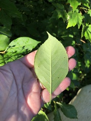 Viburnum cassinoides image