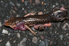 Plestiodon leucostictus