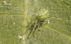 Nigma walckenaeri