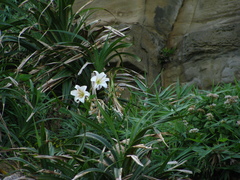 Lilium longiflorum scabrum
