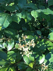Viburnum cassinoides image